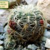 Sulcorebutia _crispata _WR288_ 04